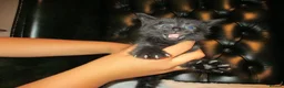 British Shorthair cats for sale: Kittens looking for a Loving Home - Advert 12