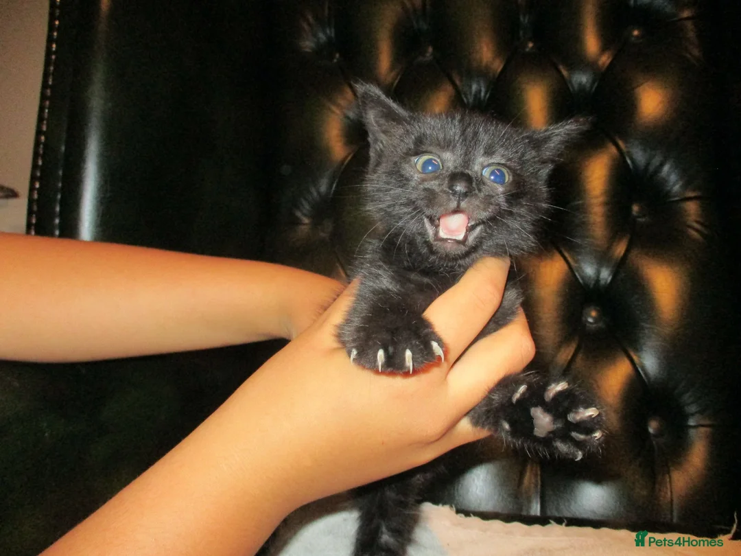 British Shorthair cats for sale: Kittens looking for a Loving Home - Advert 12