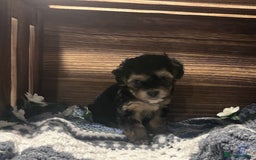 Yorkiepoo dogs for sale: Tiny Yorkipoos beautiful fluff balls puppies - Image 12