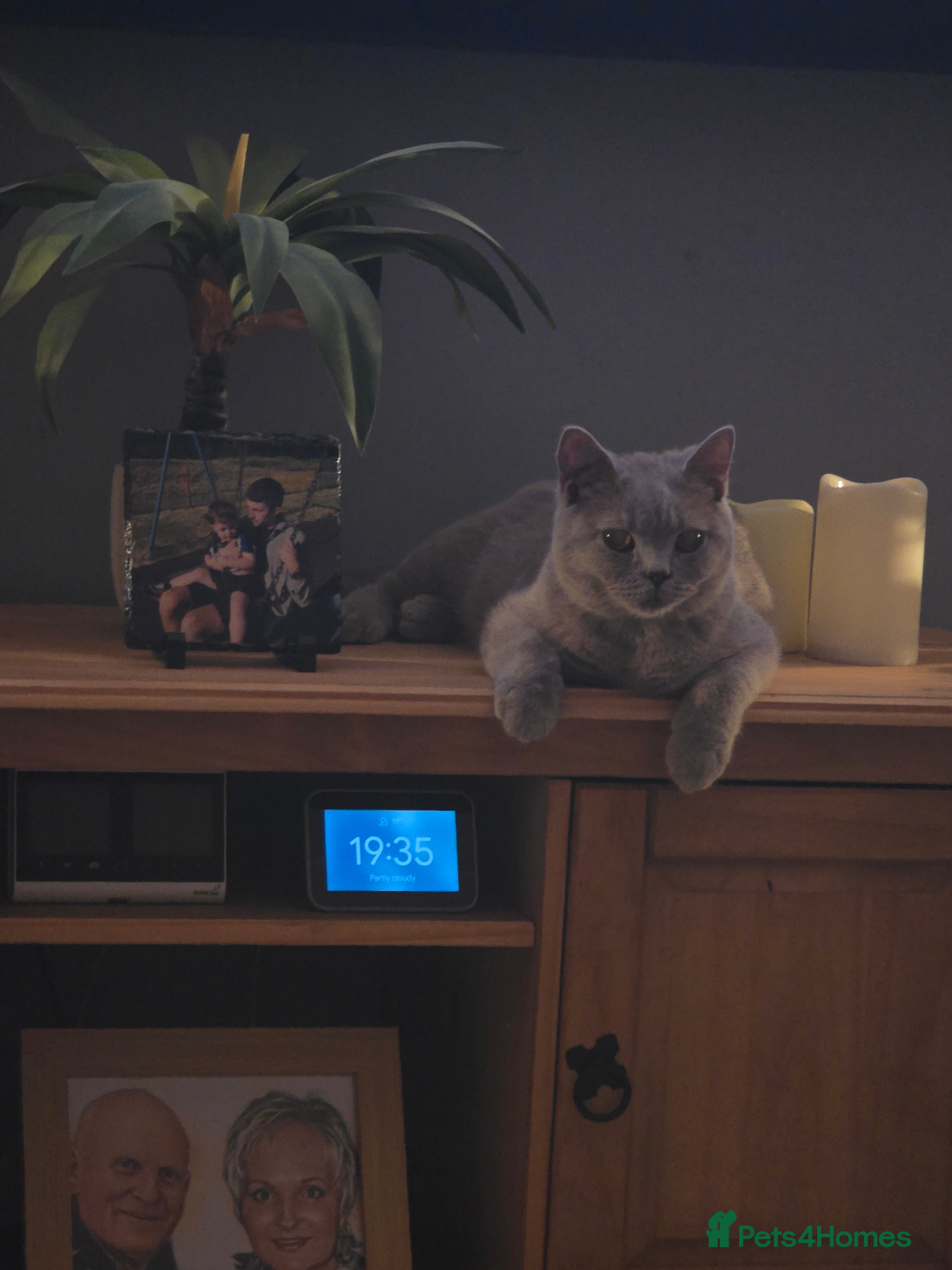 British Shorthair cats Cat for sale  in Newport - Advert 1