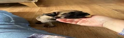 Border Terrier dogs for sale: Last Border puppy for sale - Advert 4