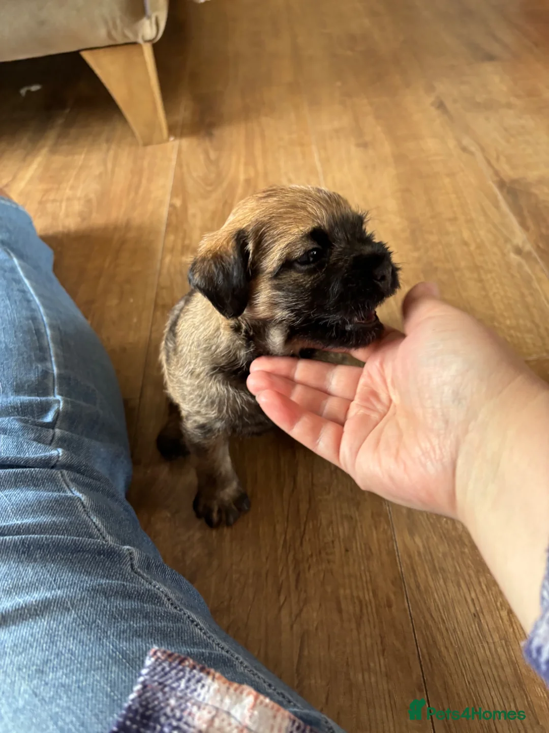 Border Terrier dogs for sale: Last Border puppy for sale - Advert 4