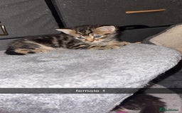 York Chocolate cats for sale: Kittens are ready for there new home  - Image 4