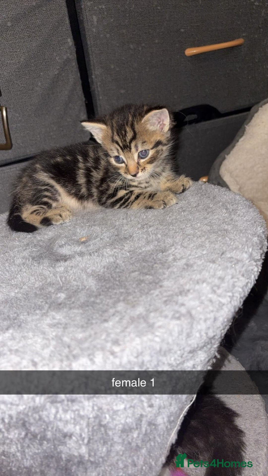 York Chocolate cats for sale: Kittens are ready for there new home  - Image 4