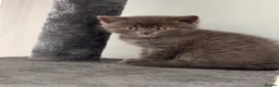 British Shorthair cats for sale: 🐾 5 Gorgeous Female British Shorthair Kittens 🐾 - Advert 30