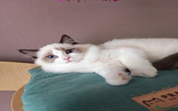 Ragdoll cats for sale:  READY NOW GCCF  REG. EUROPEAN  LINE BOYS   - Image 12