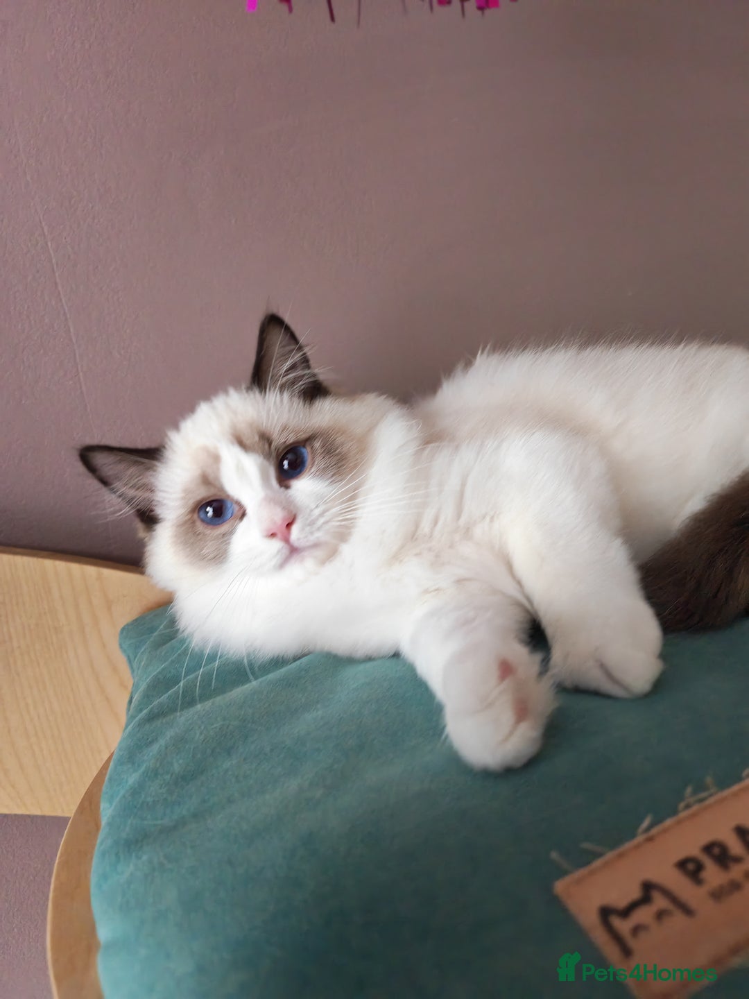 Ragdoll cats for sale:  READY NOW GCCF  REG. EUROPEAN  LINE BOYS   - Image 12