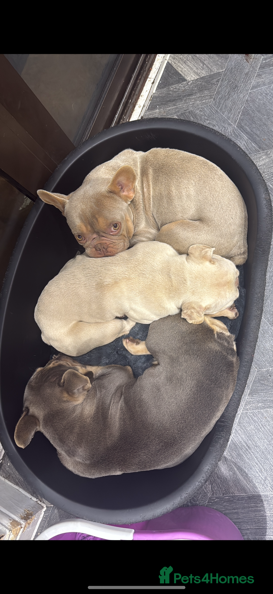 French Bulldog dogs for sale: 3 French Bulldogs Need New Home ASAP FREE  - Advert 1