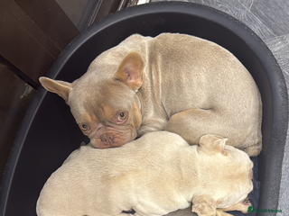 French Bulldog dogs 3 French Bulldogs Need New Home ASAP FREE - Advert 1