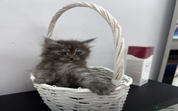 Maine Coon cats for sale: Beautiful Maine coon  - Image 10