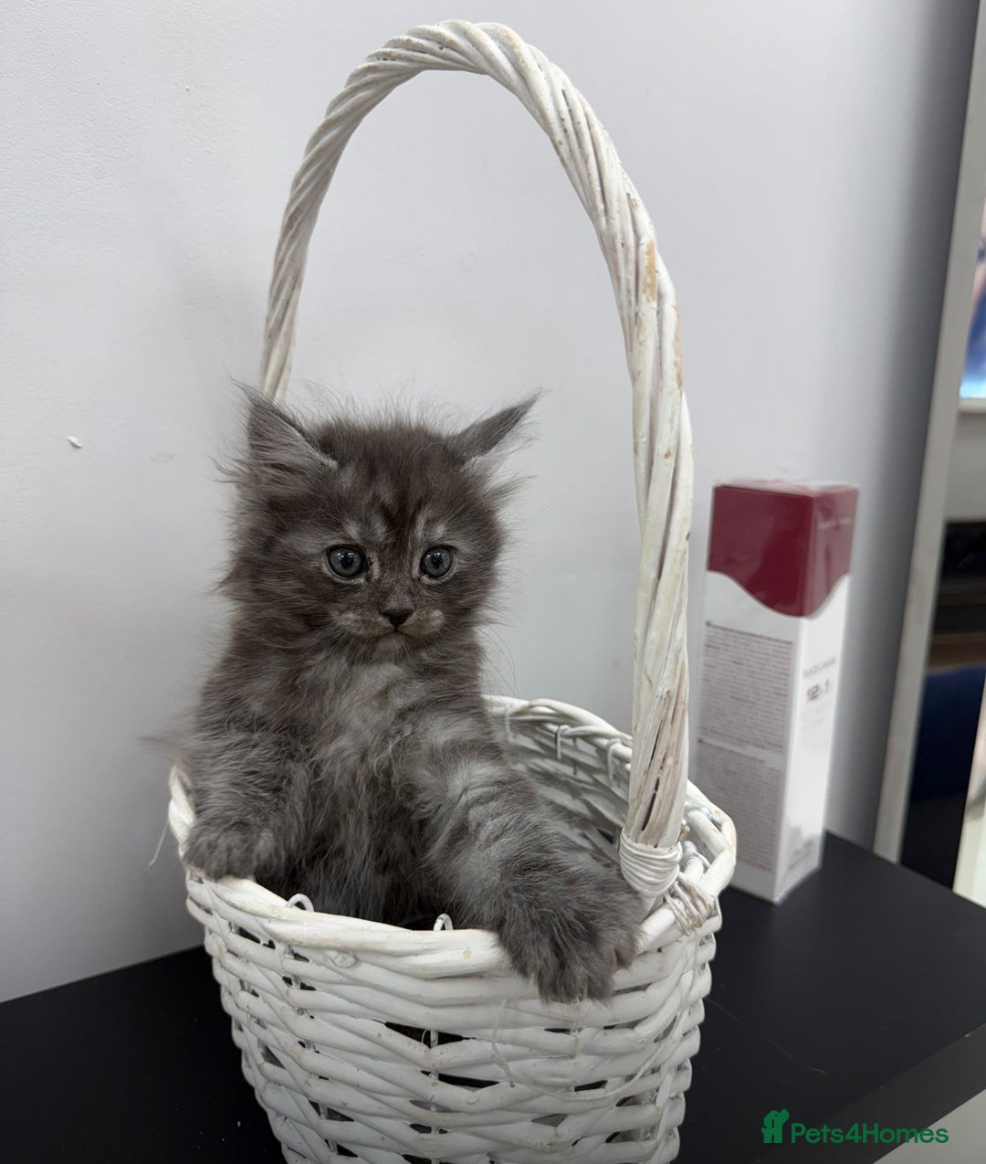 Maine Coon cats for sale: Beautiful Maine coon  - Image 10
