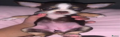 Chihuahua 3
