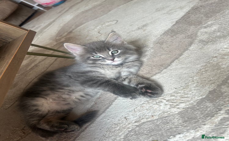 Maine Coon cats - Advert 15