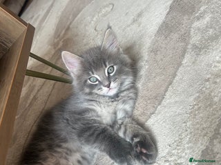 Maine Coon cats - Advert 25