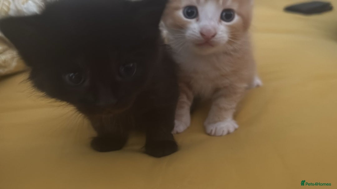 American Shorthair cats for sale: 2 kitten for sale  - Image 3