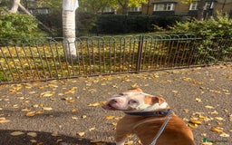 Mixed Breed dogs for sale: Kyro  - Image 2