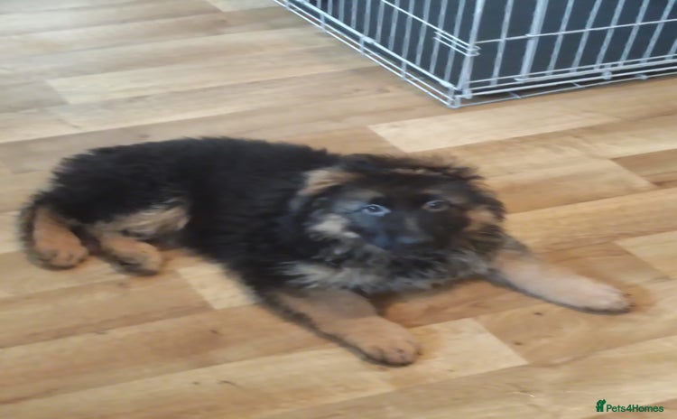 German Shepherd dogs - Advert 10