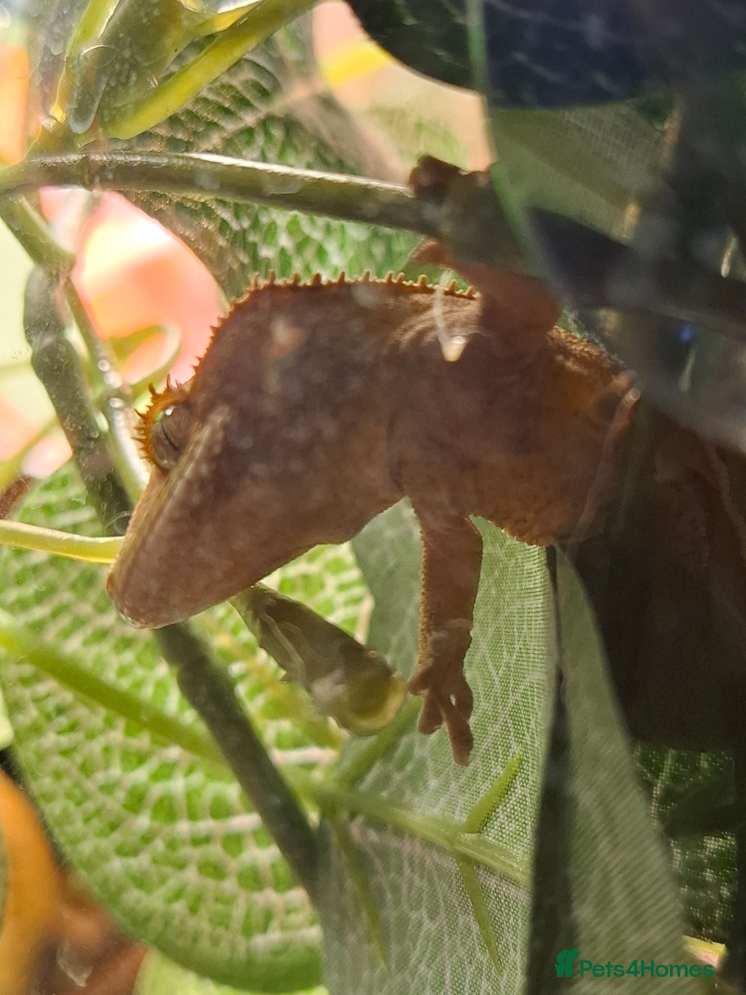 Gecko reptiles Crested Gecko with full set up - Advert 2