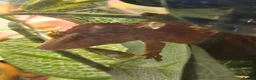 Gecko reptiles for sale: Crested Gecko with full set up in Sheffield - Advert 2