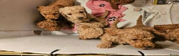 Poodle dogs for sale: miniature poodle puppies for sale (READY NOW ) - Advert 12
