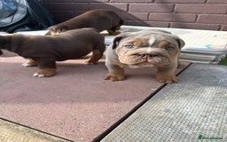 English Bulldog dogs for stud: Chocolate and tan stud includes 2 ai in Walsall - Image 32