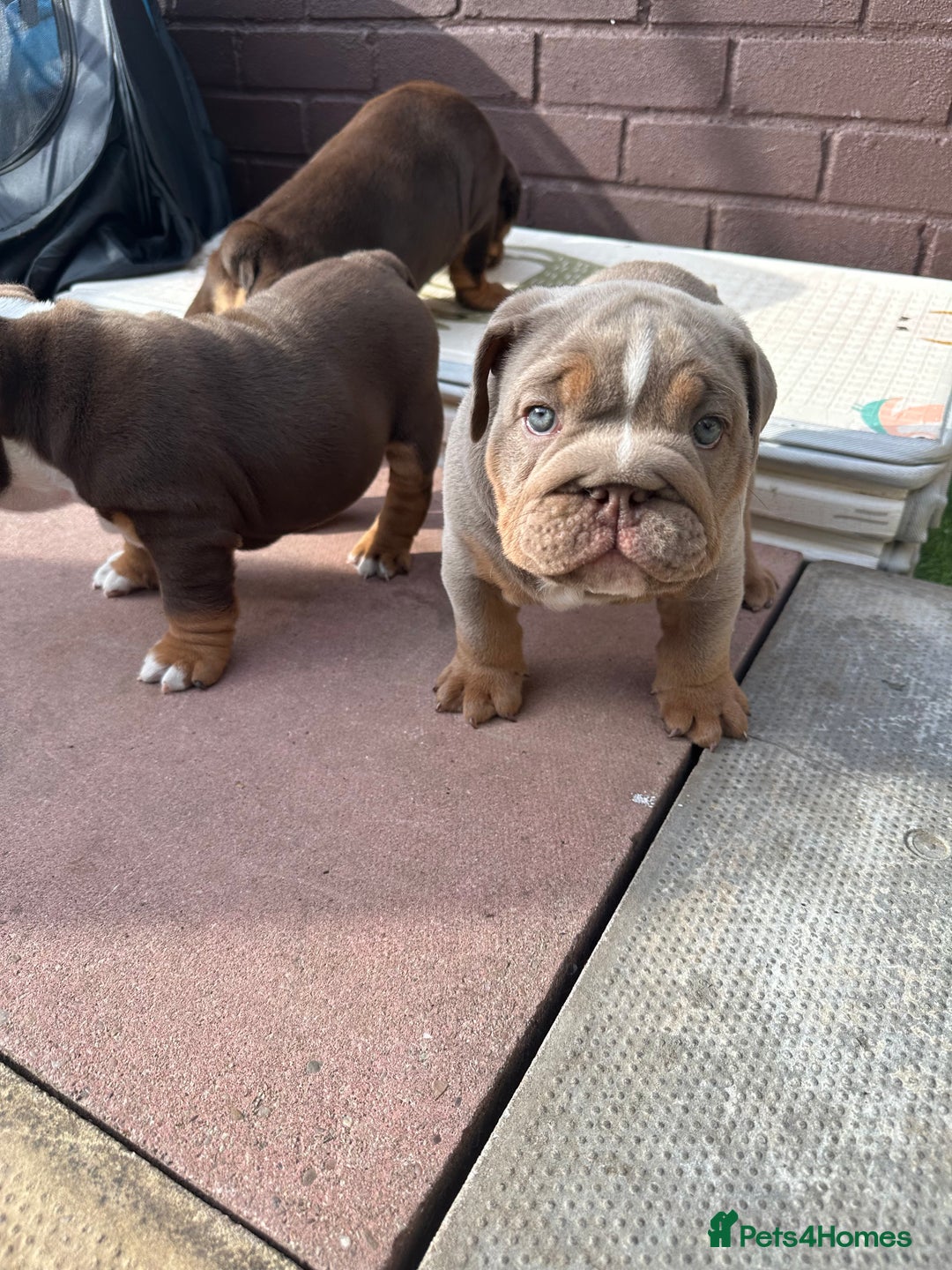 English Bulldog dogs for stud: Chocolate and tan stud includes 2 ai in Walsall - Image 32