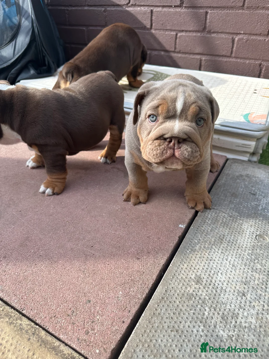 English Bulldog dogs for stud: Chocolate and tan stud includes 2 ai in Walsall - Advert 32