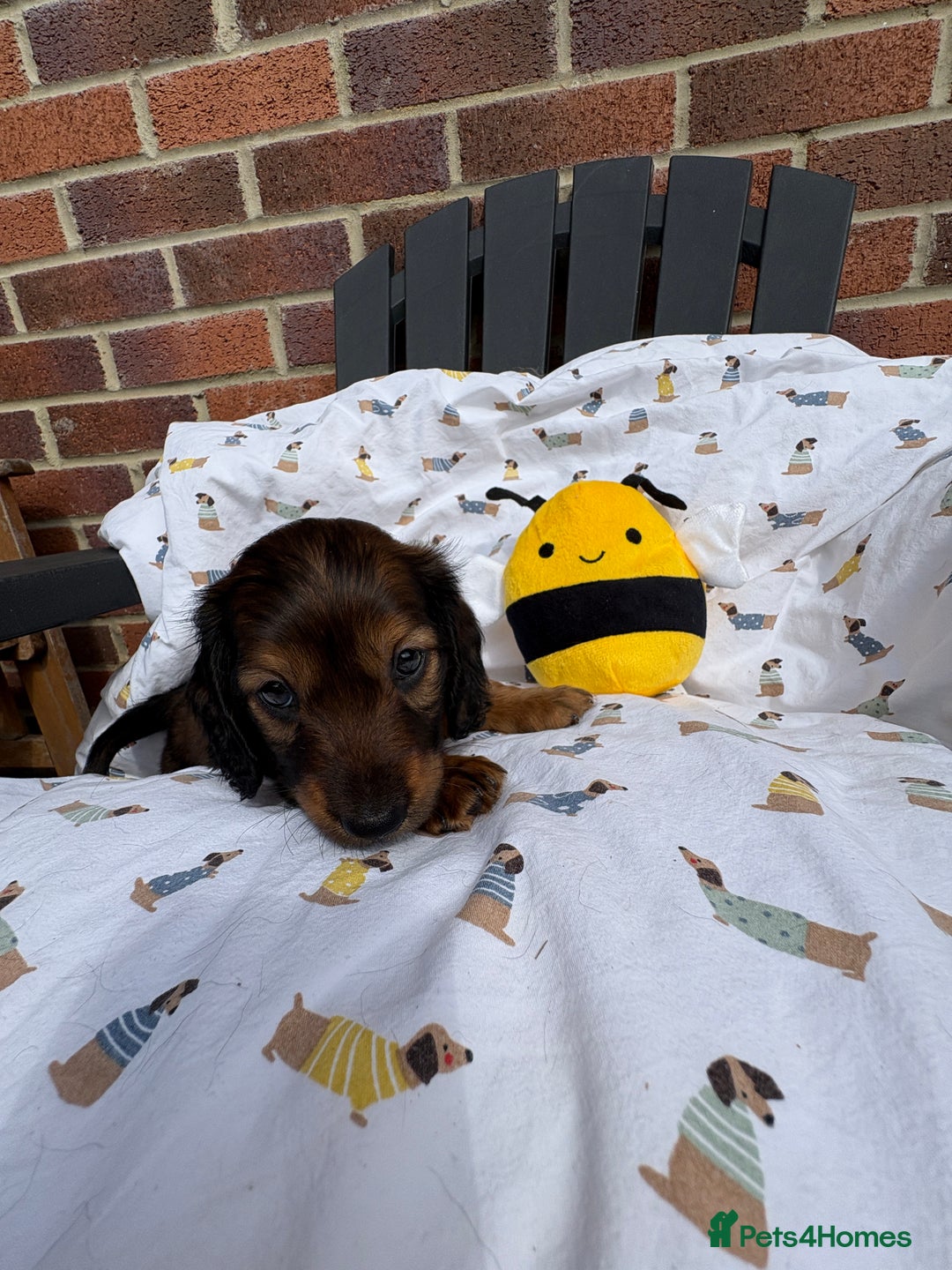 Miniature Dachshund dogs for sale: Amazing Champ Bloodlines Mini Dachshunds ✨ - Image 7