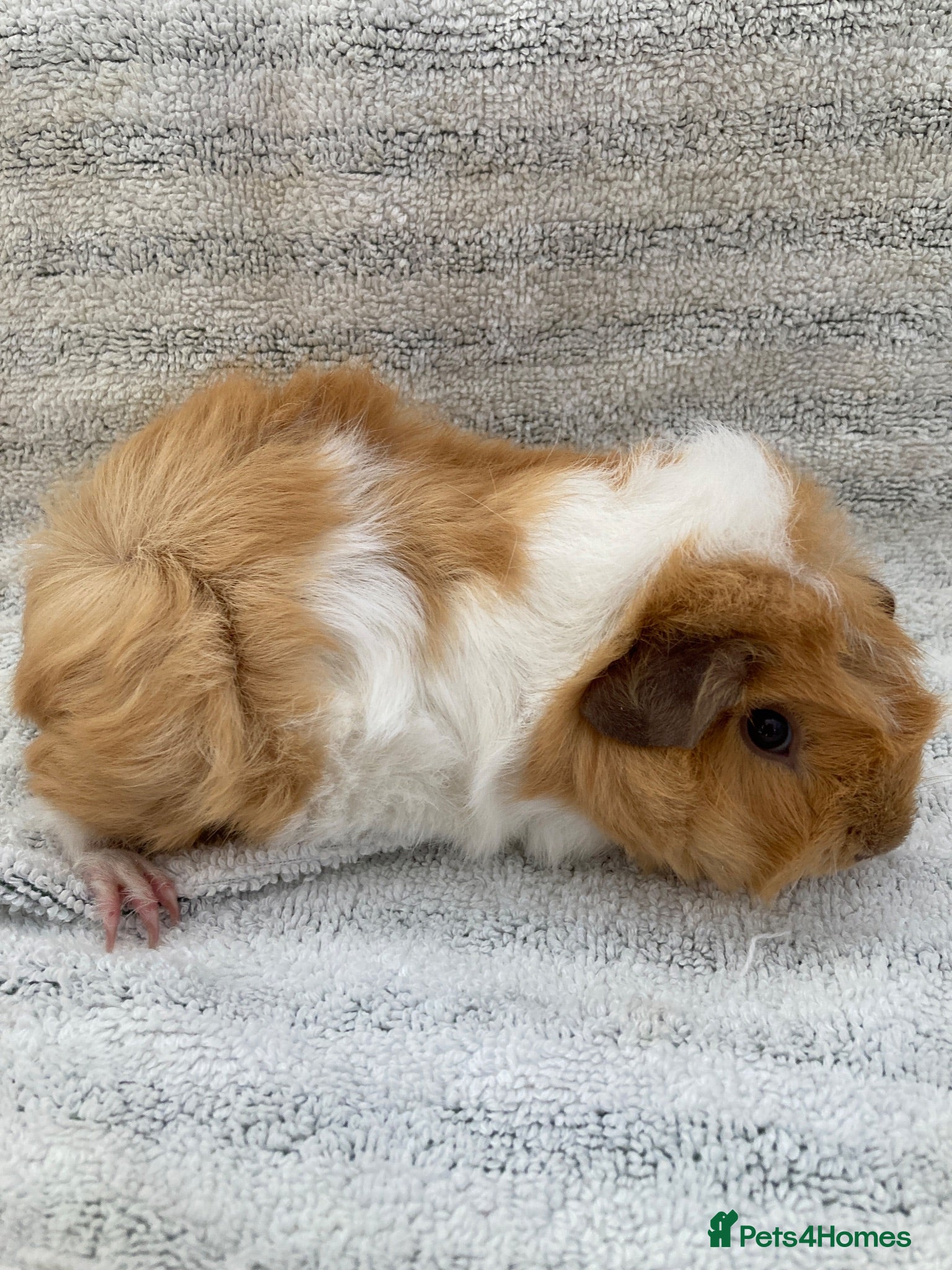 Guinea Pig rodents Pretty female guinea-pigs - Advert 1