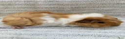 Guinea Pig rodents for sale: Pretty female guinea-pigs - Advert 1