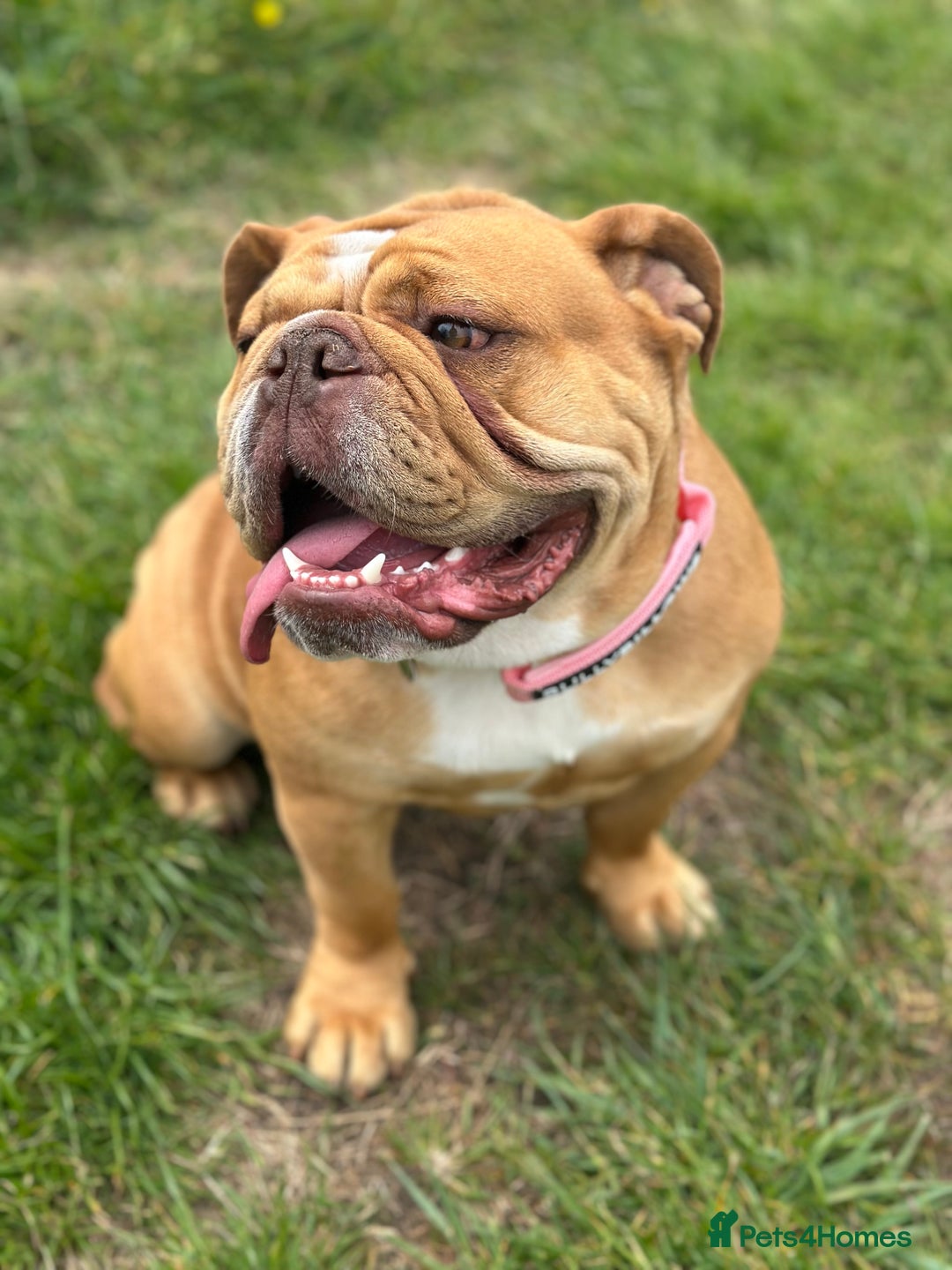 English Bulldog dogs for sale: Willow - Image 3