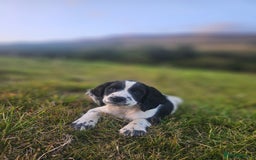 English Springer Spaniel dogs for sale: *Only 3 remaining* Springer spaniel puppies KC Reg - Image 2