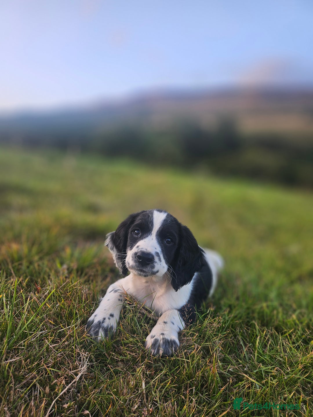 English Springer Spaniel dogs for sale: *Only 3 remaining* Springer spaniel puppies KC Reg - Image 2