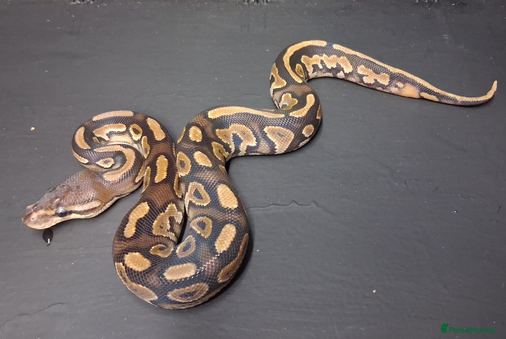 Python Snake reptiles Royal Python Morphs Males - Advert 2