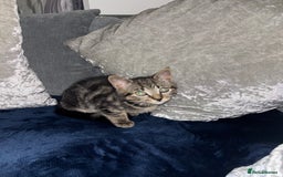 American Shorthair cats for sale: Tabby Kitten  - Image 5