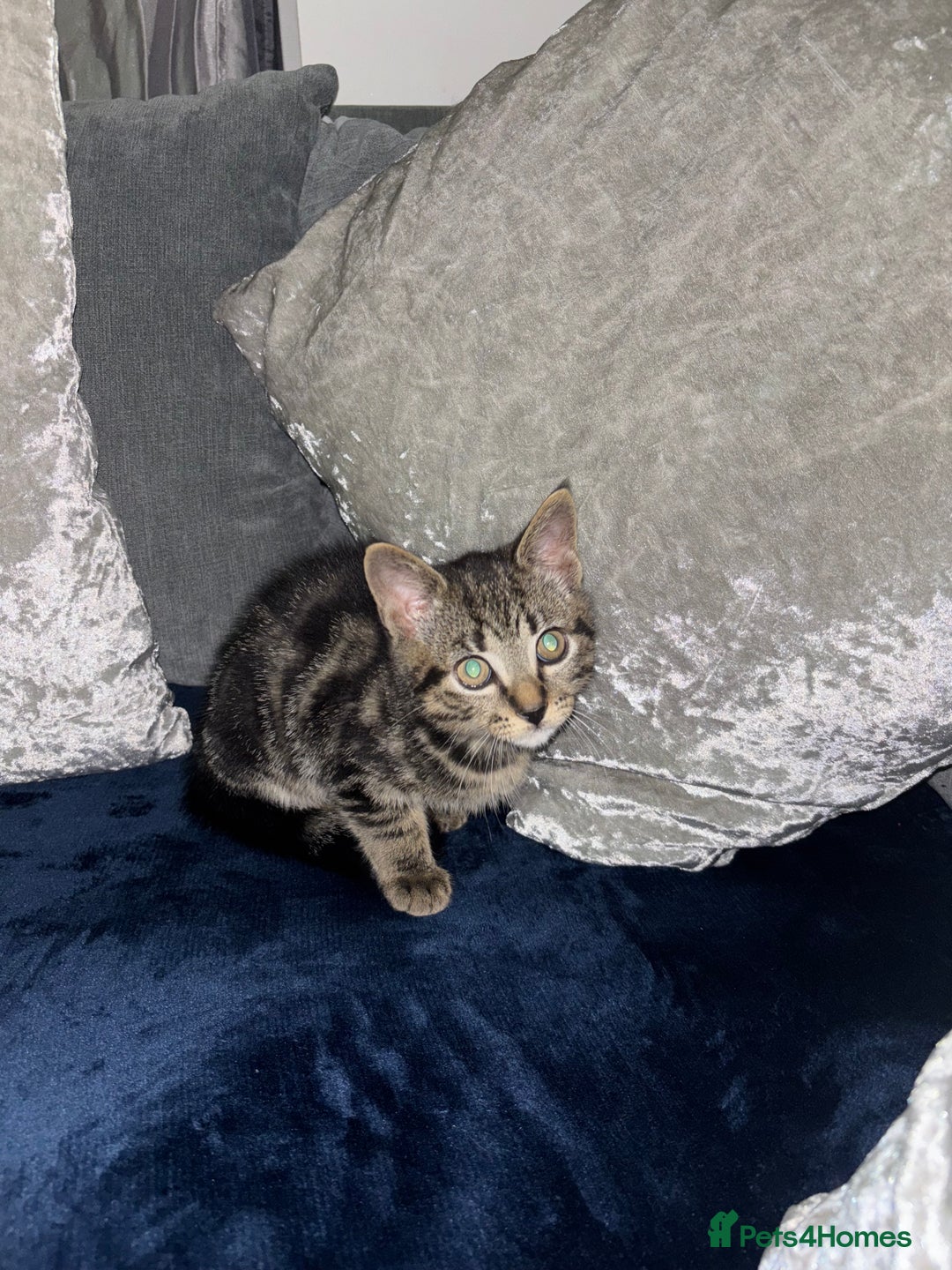 American Shorthair cats for sale: Tabby Kitten  - Image 5