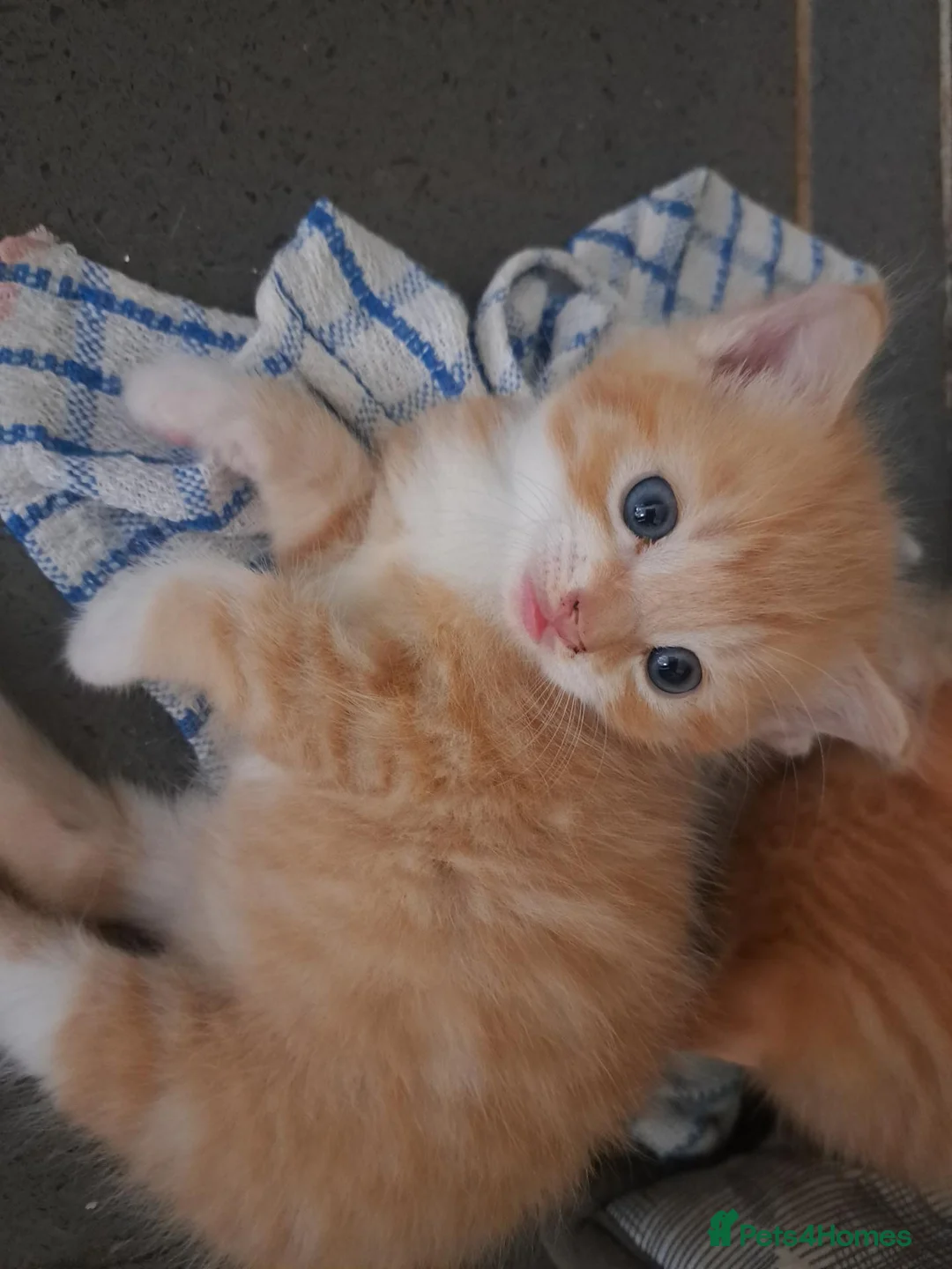 British Shorthair cats for sale: Ginger kittens in West Bromwich - Advert 2