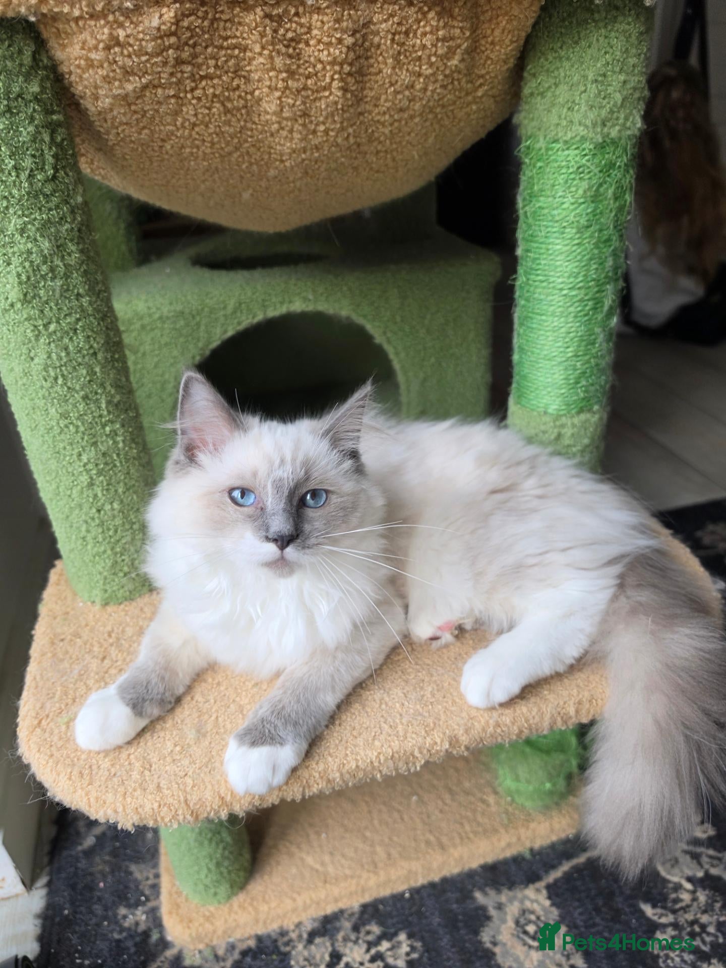 Ragdoll cats for sale: 💙🩵 Champion lines!  💙🩵 - Advert 1
