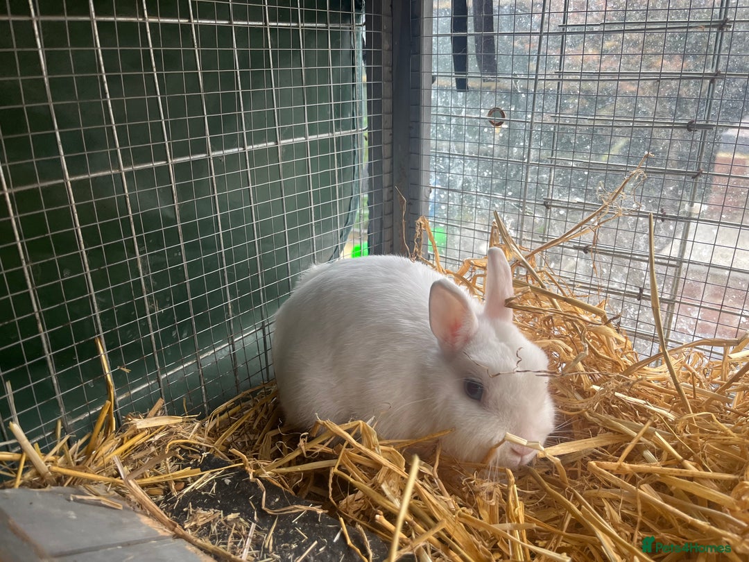 Netherland Dwarf rabbits for sale: Adult bunnies for sale - Image 4