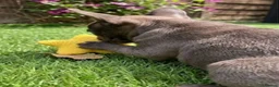 French Bulldog dogs for sale: KC French Bulldog - One Left Chocolate - Advert 14
