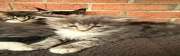 Maine Coon cats for sale: TICA Maine Coon Kittens | Russian & European Lines - Advert 6