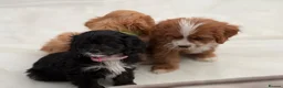 Cavapoo dogs for sale: EXQUISITE & VERY UNUSUAL CAVAPOO PUPPIES  - Advert 5