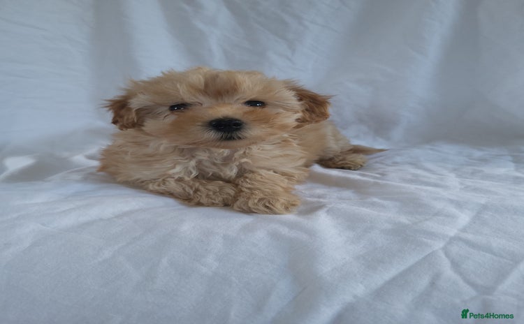 Morkie dogs - Advert 1
