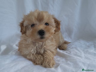 Morkie dogs - Advert 3