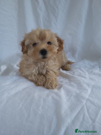 Morkie dogs - Advert 1