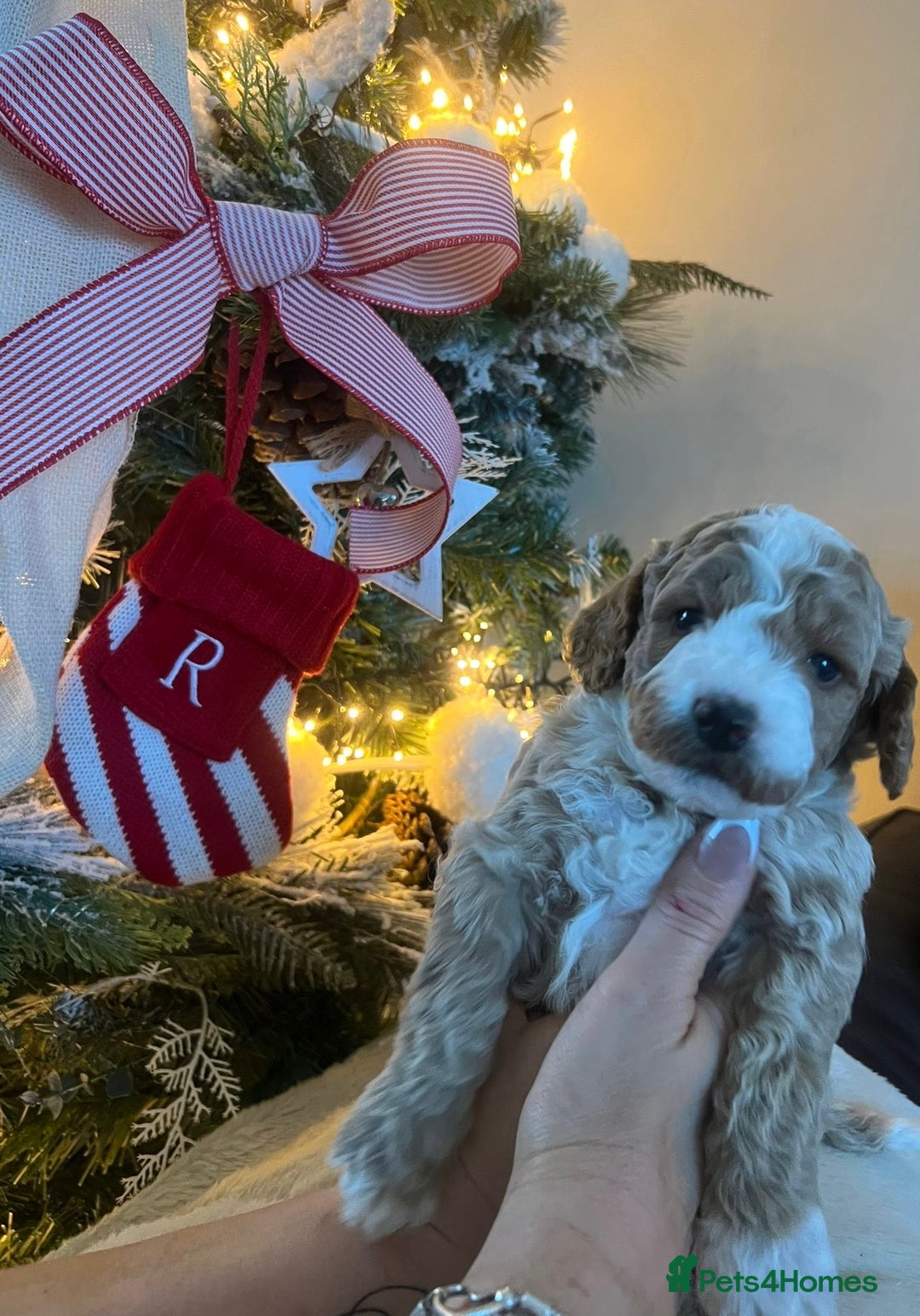 Cockapoo dogs for sale: Stunning babies ready for new homes - Advert 1