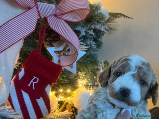 Cockapoo dogs Stunning babies ready for new homes - Advert 1