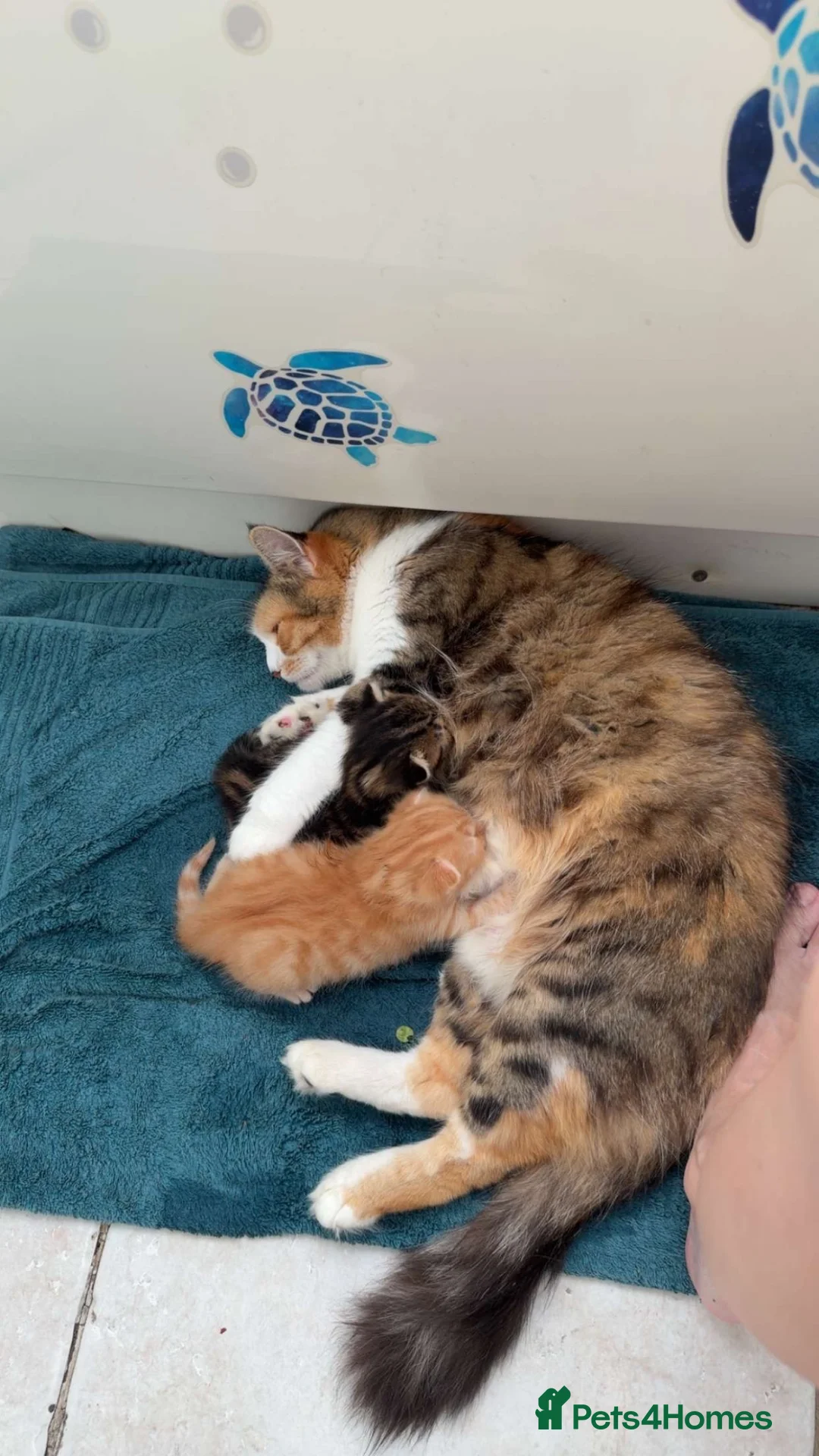 Mixed Breed cats for sale: 4 Beautiful Kittens Looking for Their Forever Home - Advert 1
