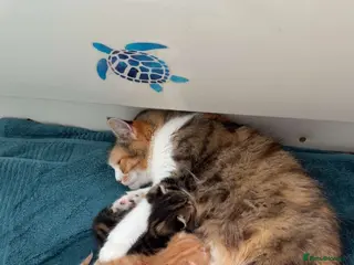 Mixed Breed cats 4 Beautiful Kittens Looking for Their Forever Home - Advert 2