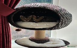 Bengal cats for sale: Beautiful Male TICA registered Bengal Kitten - Image 6